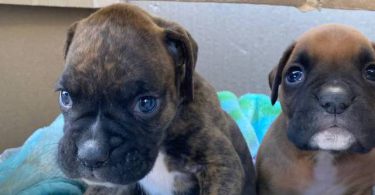 8 purebred boxer puppies for sale