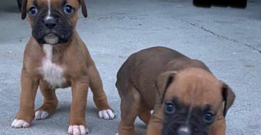 8 purebred boxer puppies for sale