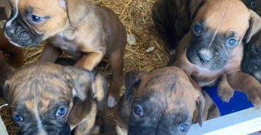 8 purebred boxer puppies for sale