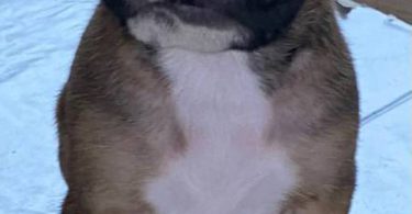 8 purebred boxer puppies for sale