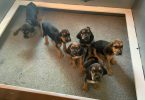 AKC black and tan bloodhound puppies