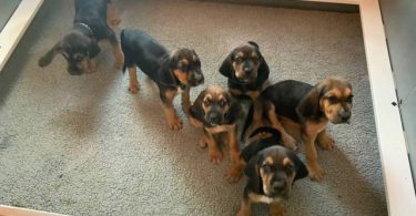 AKC black and tan bloodhound puppies