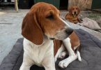 3 Beagle puppies available