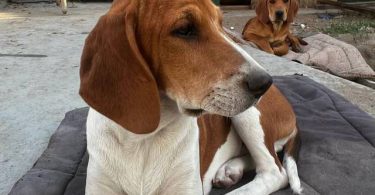 3 Beagle puppies available