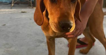 3 Beagle puppies available