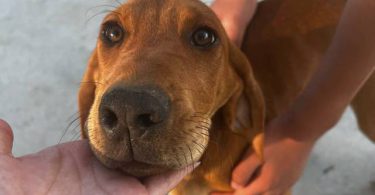 3 Beagle puppies available