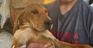 3 Beagle puppies available