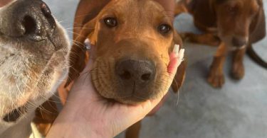 3 Beagle puppies available