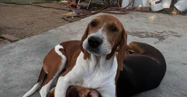 3 Beagle puppies available