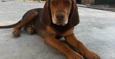 3 Beagle puppies available