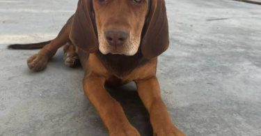 3 Beagle puppies available