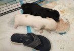 2 weenie dog puppies for sale