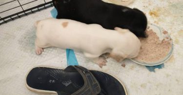 2 weenie dog puppies for sale