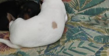 2 weenie dog puppies for sale
