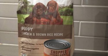 2 weenie dog puppies for sale