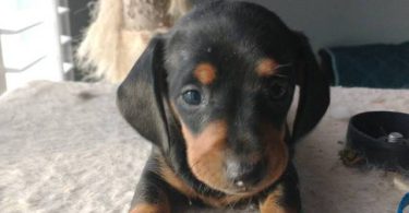 2 weenie dog puppies for sale