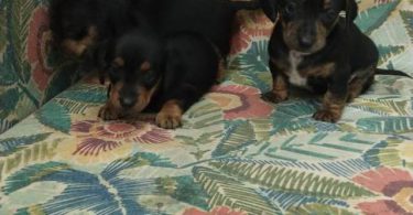 2 weenie dog puppies for sale