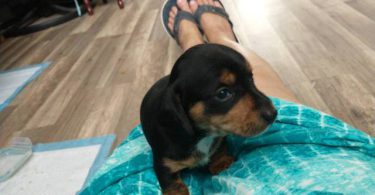 2 weenie dog puppies for sale