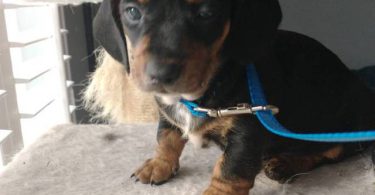 2 weenie dog puppies for sale