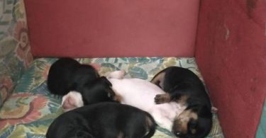 2 weenie dog puppies for sale