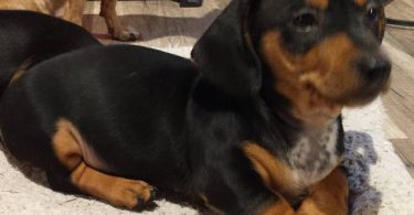 2 weenie dog puppies for sale