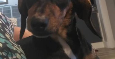 2 weenie dog puppies for sale
