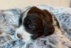 2024 English Springer Spaniel Puppies