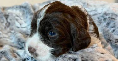 2024 English Springer Spaniel Puppies