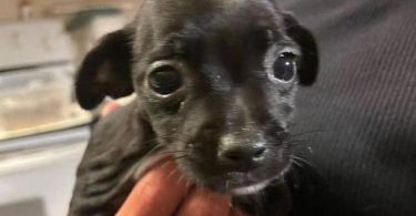 2 Chi weenie puppies to a good home
