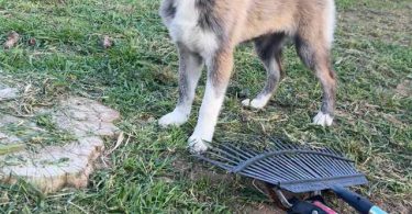 4 beautiful small Gerberian Shepskies