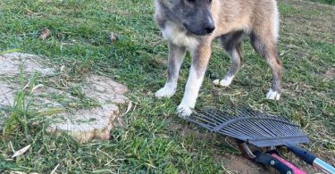 4 beautiful small Gerberian Shepskies