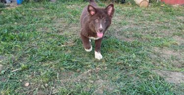 4 beautiful small Gerberian Shepskies