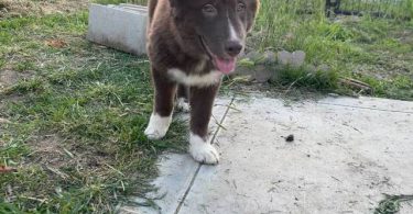 4 beautiful small Gerberian Shepskies