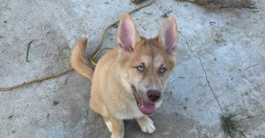 4 beautiful small Gerberian Shepskies