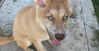 4 beautiful small Gerberian Shepskies