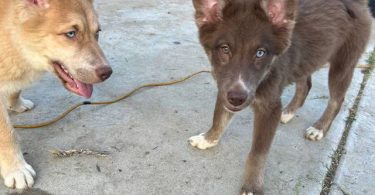 4 beautiful small Gerberian Shepskies