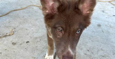 4 beautiful small Gerberian Shepskies