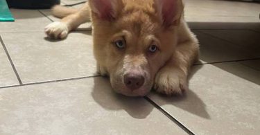 4 beautiful small Gerberian Shepskies
