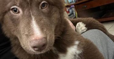4 beautiful small Gerberian Shepskies