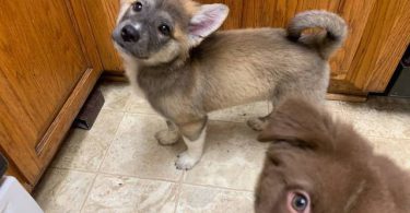 4 beautiful small Gerberian Shepskies