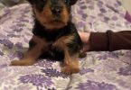 Purebred Silky terrier puppies for sale