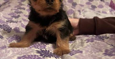 Purebred Silky terrier puppies for sale