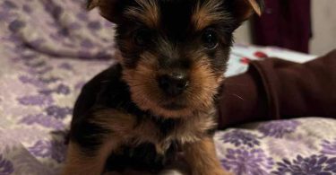 Purebred Silky terrier puppies for sale