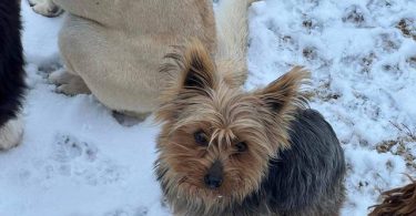 Purebred Silky terrier puppies for sale