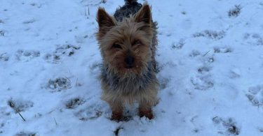 Purebred Silky terrier puppies for sale