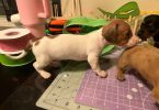 Mini Dachshund puppies ready April 2024