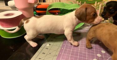 Mini Dachshund puppies ready April 2024