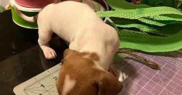 Mini Dachshund puppies ready April 2024