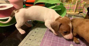 Mini Dachshund puppies ready April 2024