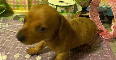 Mini Dachshund puppies ready April 2024